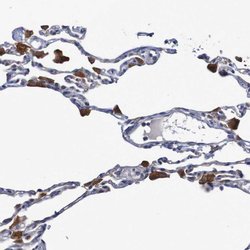 Invitrogen FBP1/FBP2 Polyclonal Antibody 100 &mu;L; Unconjugated:Antibodies,