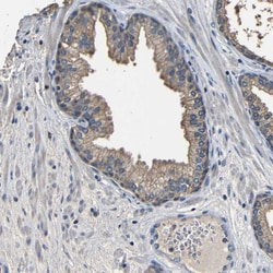 Invitrogen C6orf89 Polyclonal Antibody 100 &mu;L; Unconjugated:Antibodies,