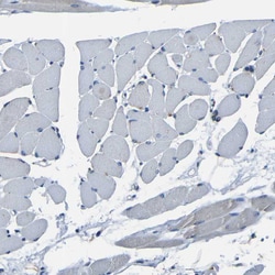 Invitrogen C6orf89 Polyclonal Antibody 100 &mu;L; Unconjugated:Antibodies,