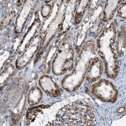 Invitrogen BTN3A1 Polyclonal Antibody 100 &mu;L; Unconjugated:Antibodies,