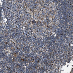 Invitrogen BTN3A1 Polyclonal Antibody 100 &mu;L; Unconjugated:Antibodies,