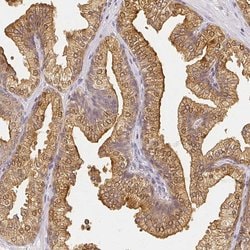 Invitrogen AZGP1 Polyclonal Antibody 100 &mu;L; Unconjugated:Antibodies,