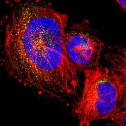 Invitrogen FKBP9 Polyclonal Antibody 100 &mu;L; Unconjugated:Antibodies,