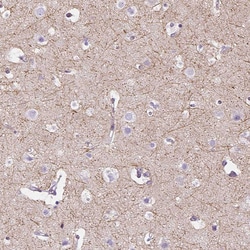Invitrogen CADM4 Polyclonal Antibody 100 &mu;L; Unconjugated:Antibodies,