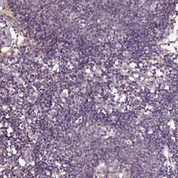 Invitrogen CADM4 Polyclonal Antibody 100 &mu;L; Unconjugated:Antibodies,