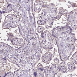 Invitrogen CADM4 Polyclonal Antibody 100 &mu;L; Unconjugated:Antibodies,