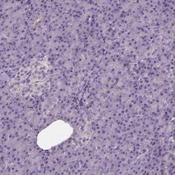 Invitrogen CADM4 Polyclonal Antibody 100 &mu;L; Unconjugated:Antibodies,