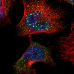 Invitrogen CLMN Polyclonal Antibody 100 &mu;L; Unconjugated:Antibodies,