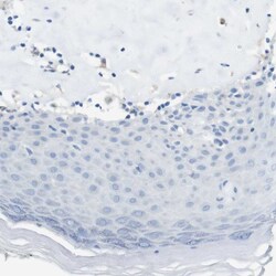 Invitrogen CLMN Polyclonal Antibody 100 &mu;L; Unconjugated:Antibodies,