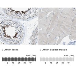 Invitrogen CLMN Polyclonal Antibody 100 &mu;L; Unconjugated:Antibodies,