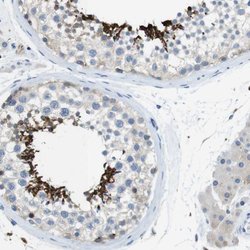 Invitrogen CLMN Polyclonal Antibody 100 &mu;L; Unconjugated:Antibodies,
