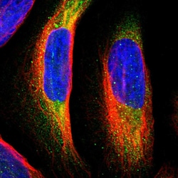 Invitrogen MTH1 Polyclonal Antibody 100 &mu;L; Unconjugated:Antibodies,