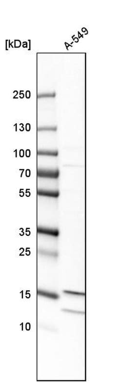Invitrogen MTH1 Polyclonal Antibody 100 &mu;L; Unconjugated:Antibodies,