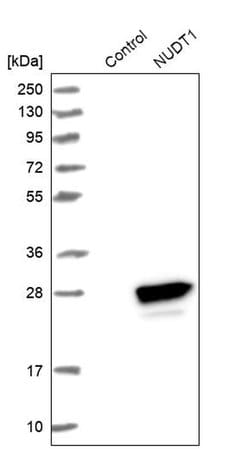 Invitrogen MTH1 Polyclonal Antibody 100 &mu;L; Unconjugated:Antibodies,