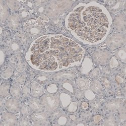 Invitrogen PLA2R1 Polyclonal Antibody 100 &mu;L; Unconjugated:Antibodies,