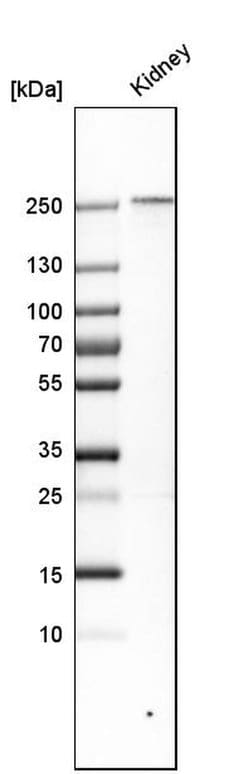 Invitrogen PLA2R1 Polyclonal Antibody 100 &mu;L; Unconjugated:Antibodies,