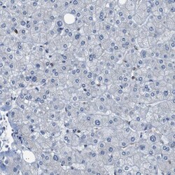Invitrogen UBXN1 Polyclonal Antibody 100 &mu;L; Unconjugated:Antibodies,