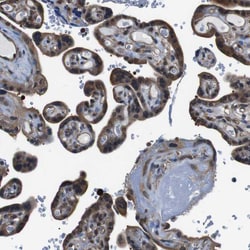 Invitrogen UBXN1 Polyclonal Antibody 100 &mu;L; Unconjugated:Antibodies,