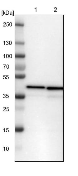 Invitrogen UBXN1 Polyclonal Antibody 100 &mu;L | Buy Online | Invitrogen&trade; | Fisher Scientific