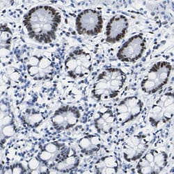 Invitrogen DACH1 Polyclonal Antibody 100 &mu;L; Unconjugated:Antibodies,