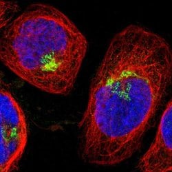 Invitrogen SPTBN1 Polyclonal Antibody 100 &mu;L; Unconjugated:Antibodies,