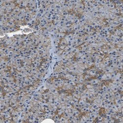 Invitrogen SPTBN1 Polyclonal Antibody 100 &mu;L; Unconjugated:Antibodies,