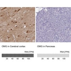 Invitrogen OMG Polyclonal Antibody 100 &mu;L; Unconjugated:Antibodies,