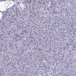 Invitrogen OMG Polyclonal Antibody 100 &mu;L; Unconjugated:Antibodies,