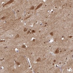 Invitrogen OMG Polyclonal Antibody 100 &mu;L; Unconjugated:Antibodies,