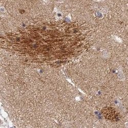 Invitrogen OMG Polyclonal Antibody 100 &mu;L; Unconjugated:Antibodies,