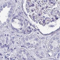 Invitrogen OMG Polyclonal Antibody 100 &mu;L; Unconjugated:Antibodies,