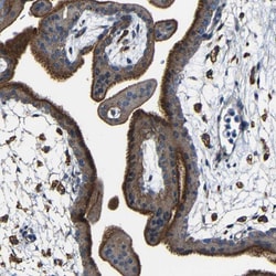 Invitrogen CSP alpha Polyclonal Antibody 100 &mu;L; Unconjugated:Antibodies,