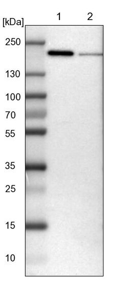 Invitrogen UGGT1 Polyclonal Antibody 100 &mu;L | Buy Online | Invitrogen&trade; | Fisher Scientific