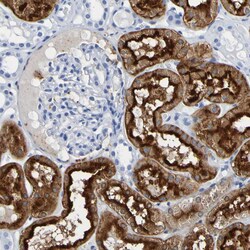 Invitrogen DPEP1 Polyclonal Antibody 100 &mu;L; Unconjugated:Antibodies,