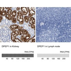 Invitrogen DPEP1 Polyclonal Antibody 100 &mu;L; Unconjugated:Antibodies,