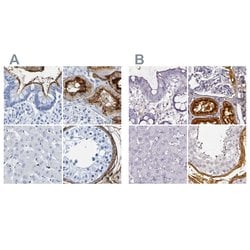 Invitrogen DPEP1 Polyclonal Antibody 100 &mu;L; Unconjugated:Antibodies,