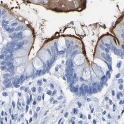 Invitrogen DPEP1 Polyclonal Antibody 100 &mu;L; Unconjugated:Antibodies,