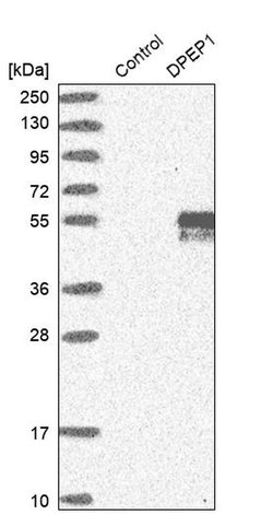 Invitrogen DPEP1 Polyclonal Antibody 100 &mu;L; Unconjugated:Antibodies,