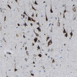 Invitrogen PLD3 Polyclonal Antibody 100 &mu;L; Unconjugated:Antibodies,