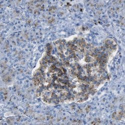 Invitrogen PLD3 Polyclonal Antibody 100 &mu;L; Unconjugated:Antibodies,