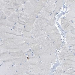 Invitrogen PLD3 Polyclonal Antibody 100 &mu;L; Unconjugated:Antibodies,