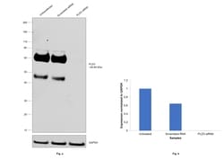 Invitrogen PLD3 Polyclonal Antibody 100 &mu;L; Unconjugated:Antibodies,