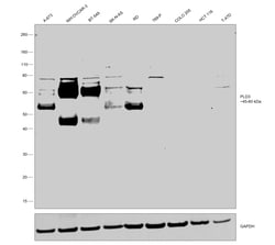 Invitrogen PLD3 Polyclonal Antibody 100 &mu;L; Unconjugated:Antibodies,