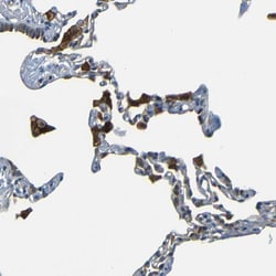 Invitrogen FNDC3A Polyclonal Antibody 100 &mu;L; Unconjugated:Antibodies,