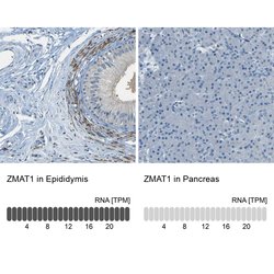 Invitrogen ZMAT1 Polyclonal Antibody 100 &mu;L; Unconjugated:Antibodies,