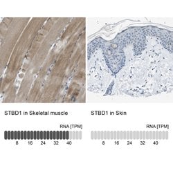 Invitrogen STBD1 Polyclonal Antibody 100 &mu;L; Unconjugated:Antibodies,
