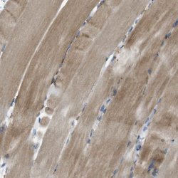 Invitrogen STBD1 Polyclonal Antibody 100 &mu;L; Unconjugated:Antibodies,