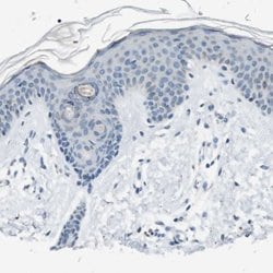 Invitrogen STBD1 Polyclonal Antibody 100 &mu;L; Unconjugated:Antibodies,