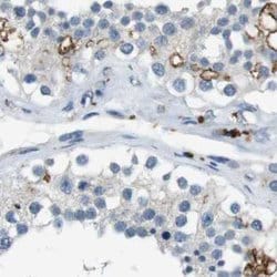 Invitrogen STBD1 Polyclonal Antibody 100 &mu;L; Unconjugated:Antibodies,