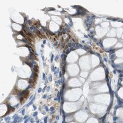 Invitrogen STBD1 Polyclonal Antibody 100 &mu;L; Unconjugated:Antibodies,